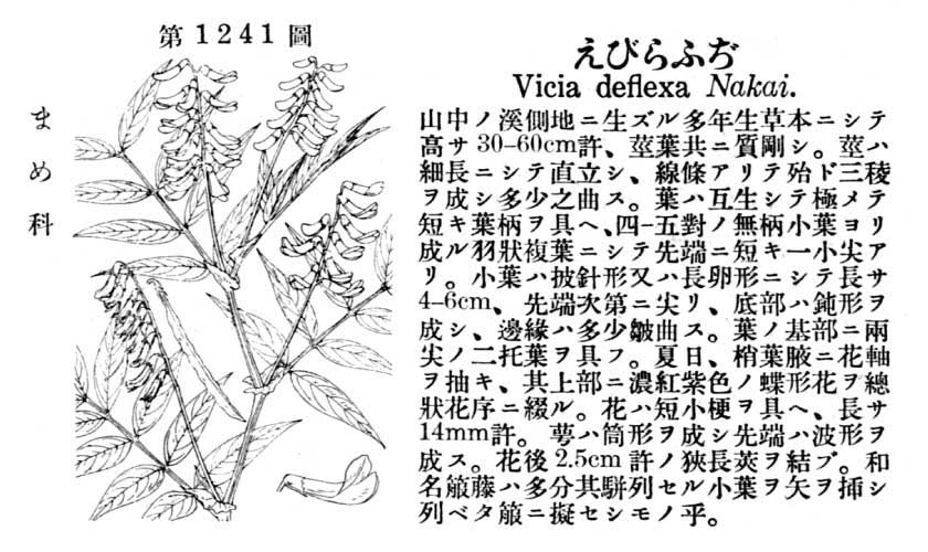 植物図鑑