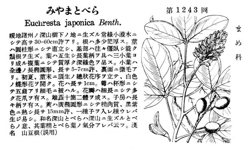 植物図鑑