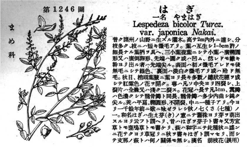 植物図鑑