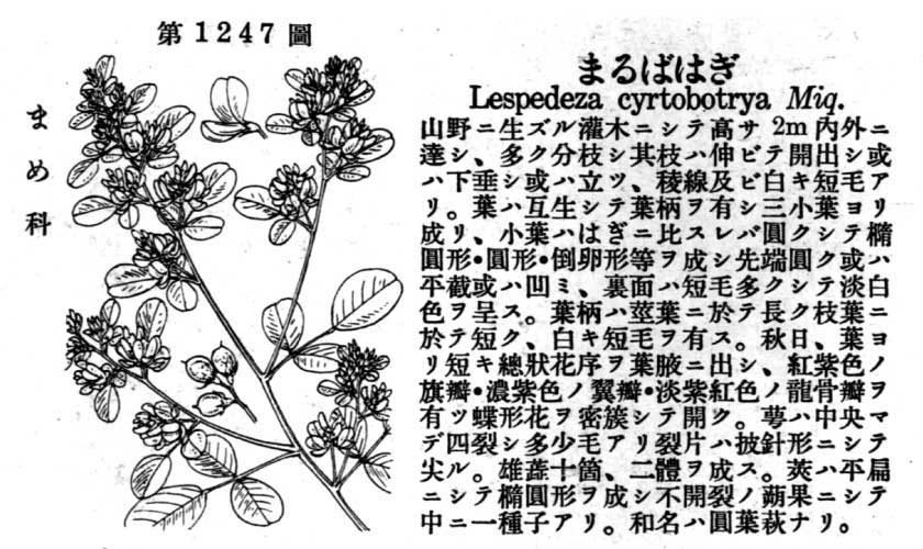 植物図鑑
