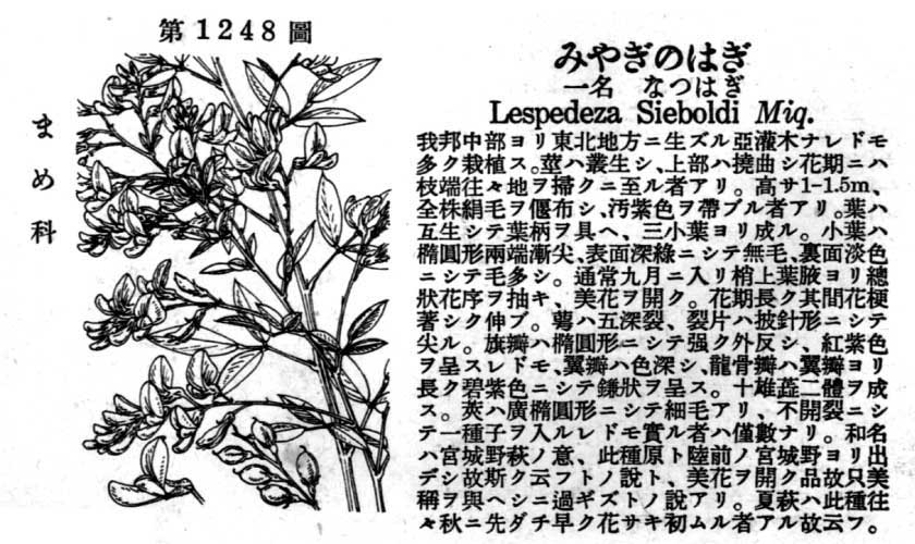 植物図鑑