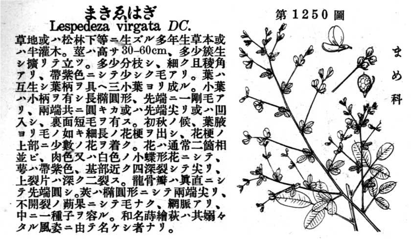 植物図鑑