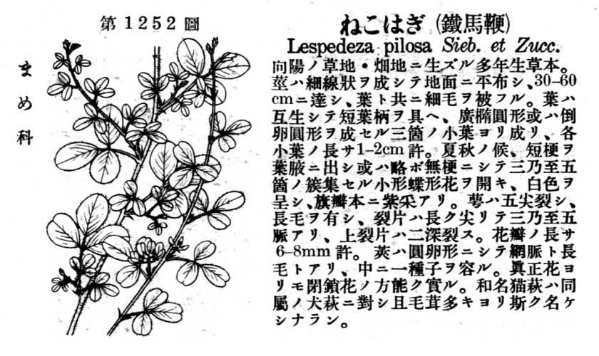 植物図鑑