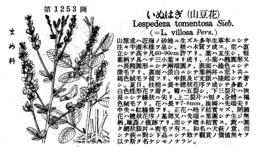 植物図鑑