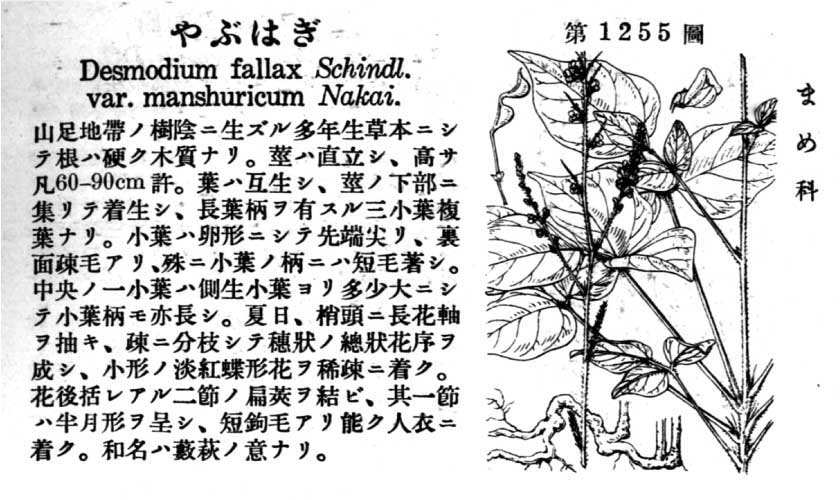植物図鑑