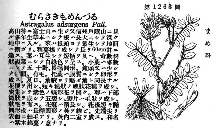 植物図鑑