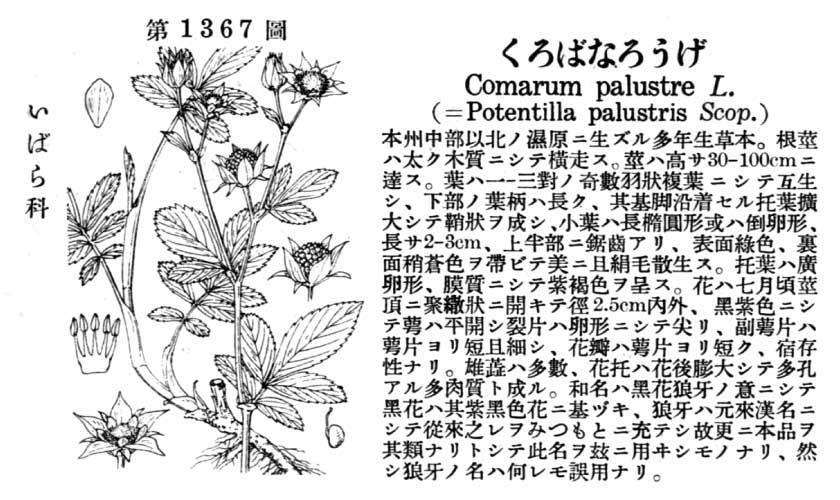 植物図鑑