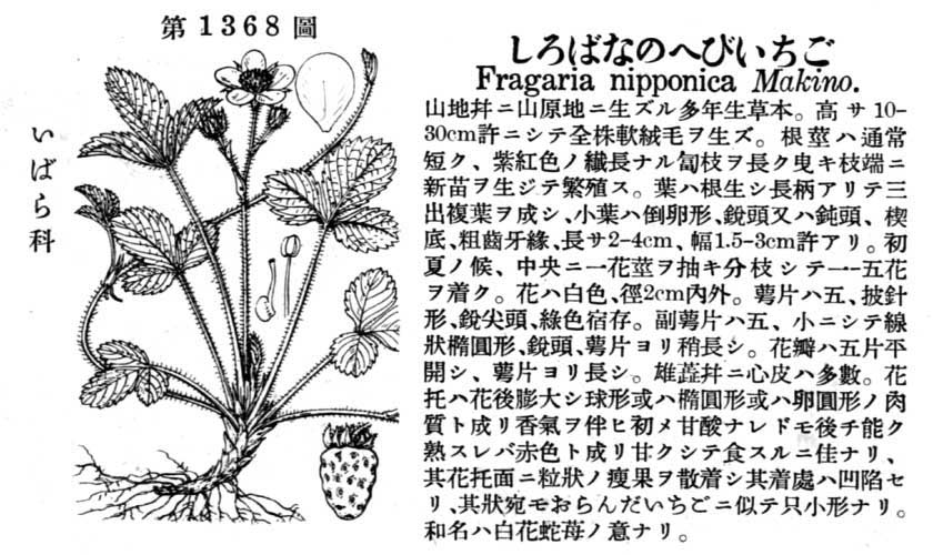 植物図鑑