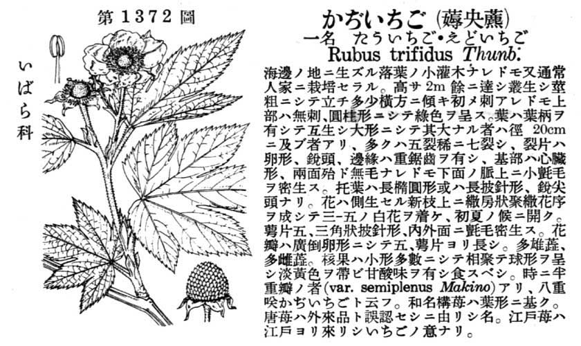 植物図鑑