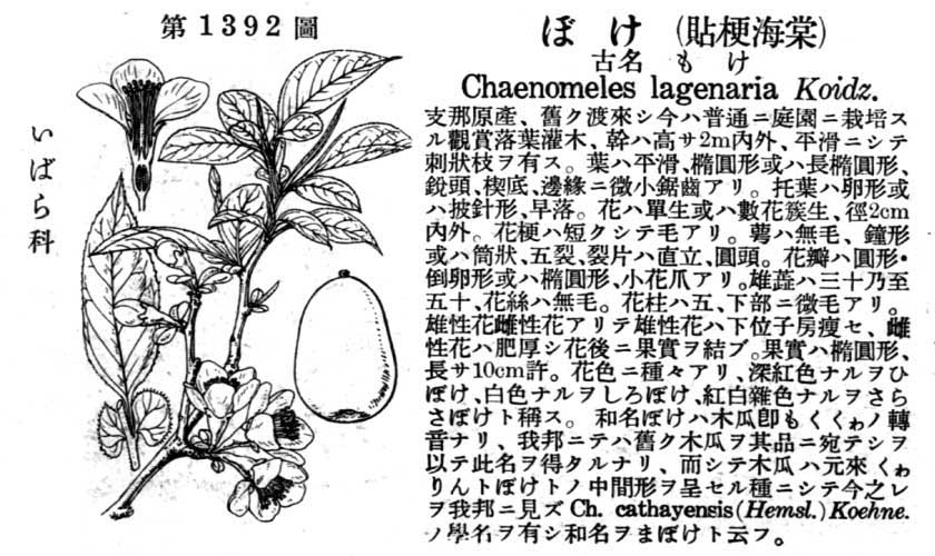 植物図鑑