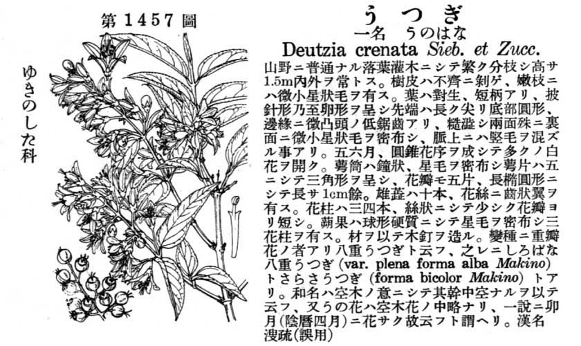 植物図鑑