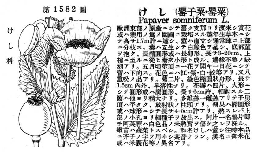 植物図鑑
