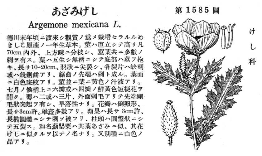 植物図鑑