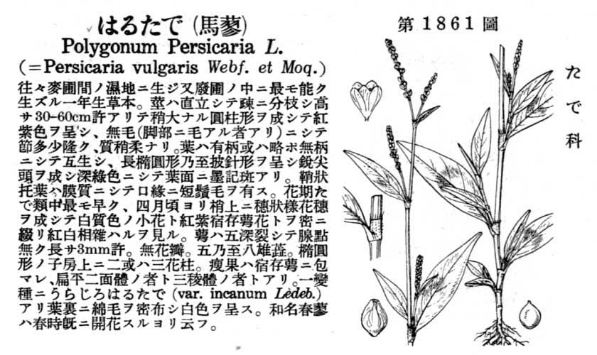 植物図鑑