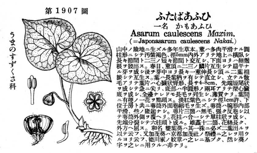 植物図鑑