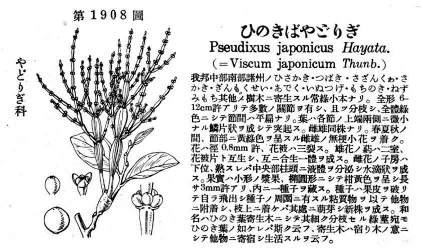 植物図鑑