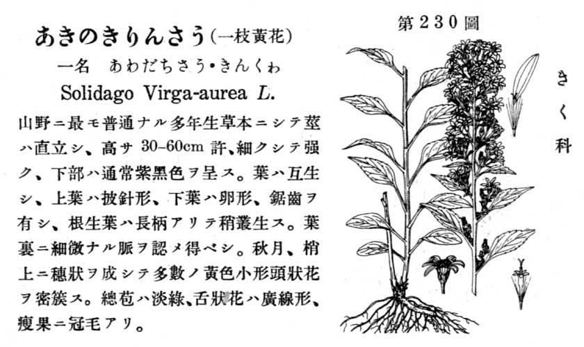植物図鑑
