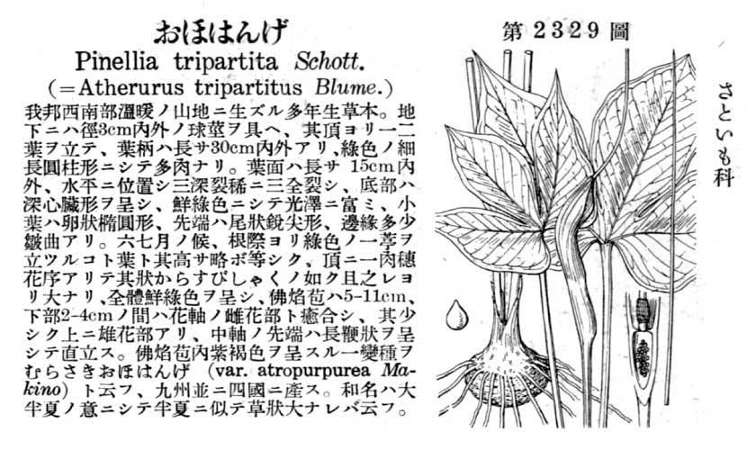 植物図鑑