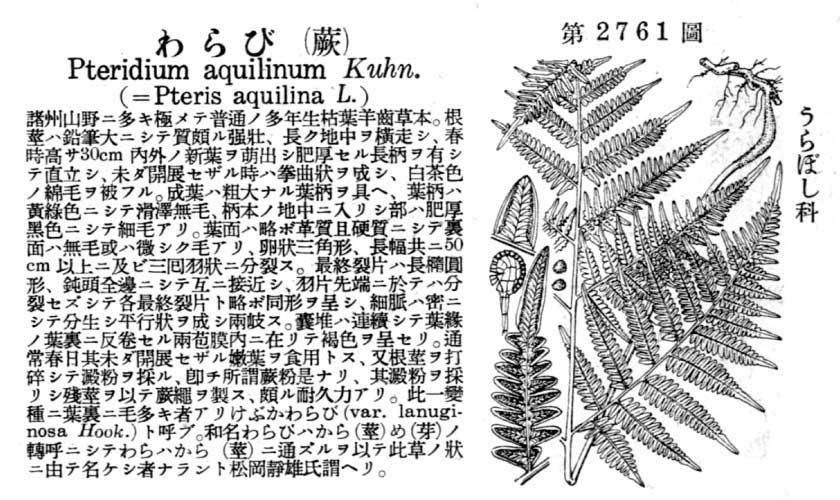 わらび　天然物 ワラビ - Wikipedia