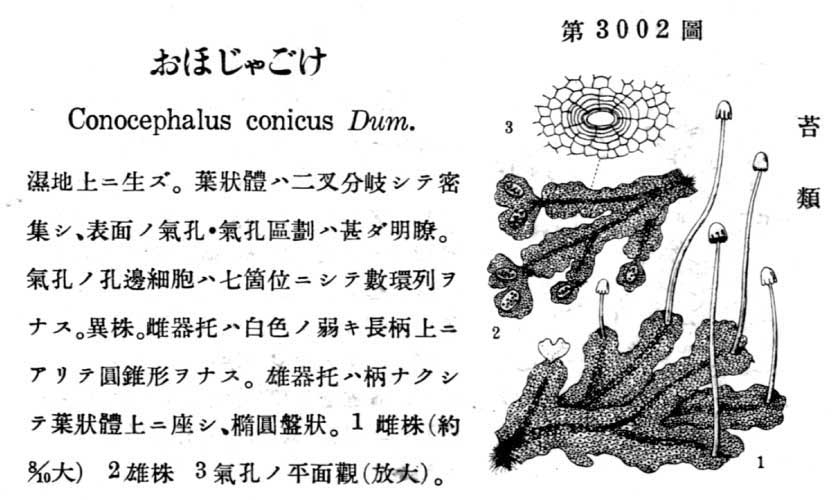 植物図鑑