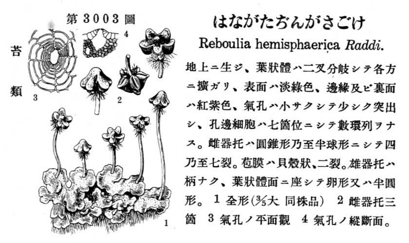 植物図鑑
