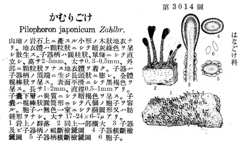 植物図鑑