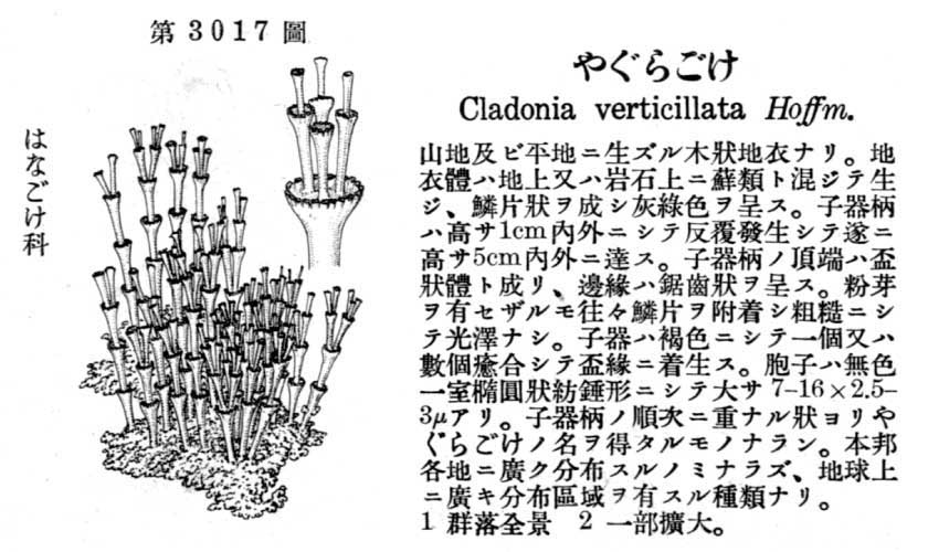 植物図鑑