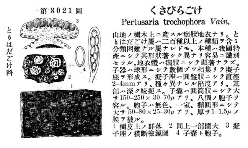 植物図鑑