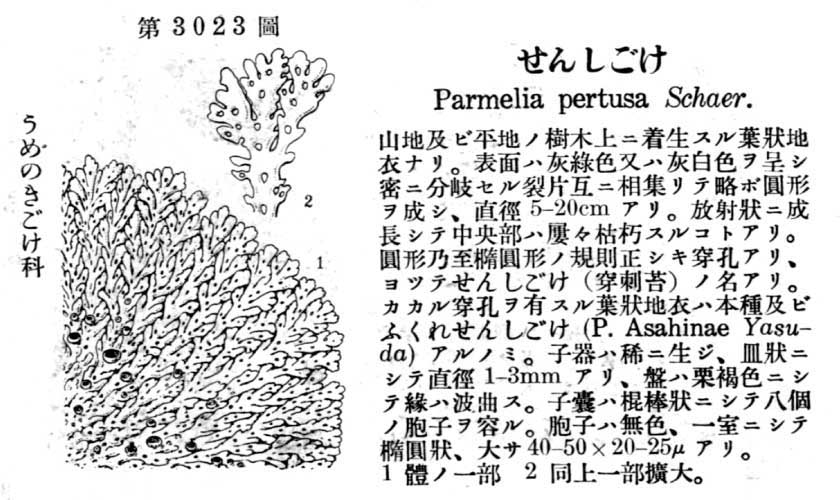 植物図鑑