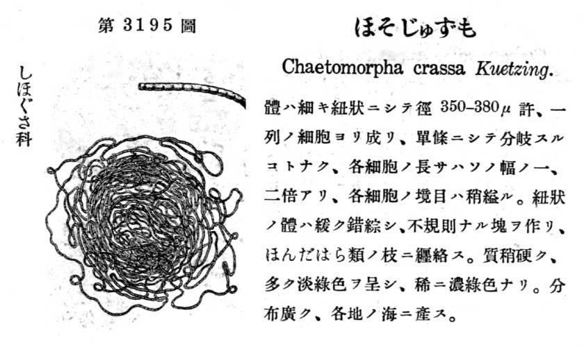 植物図鑑