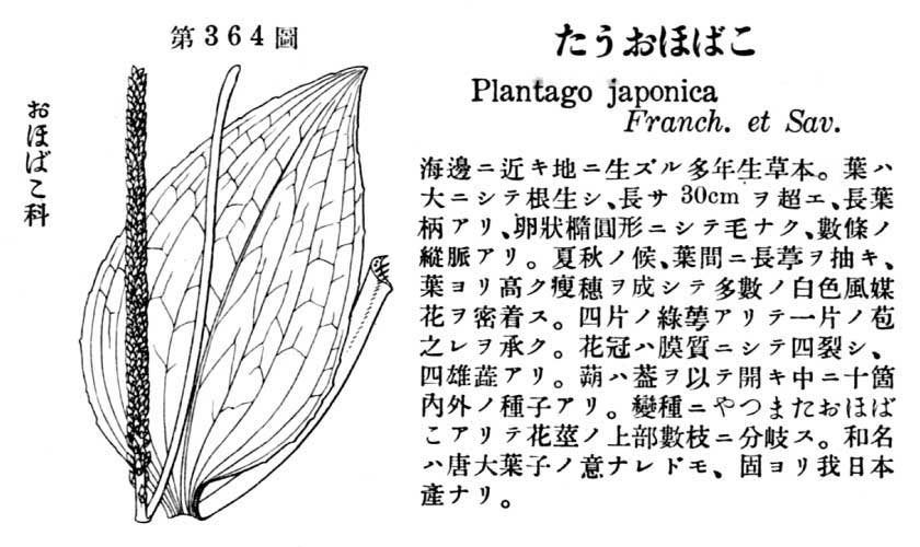 植物図鑑