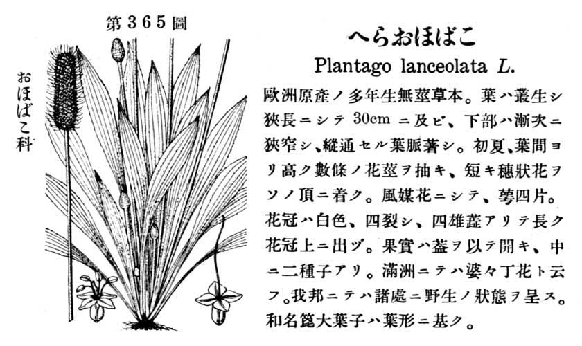 植物図鑑