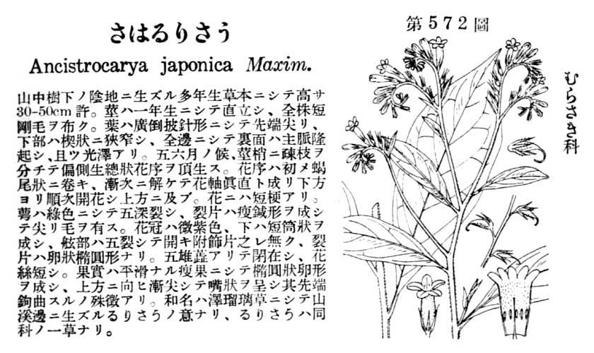 植物図鑑