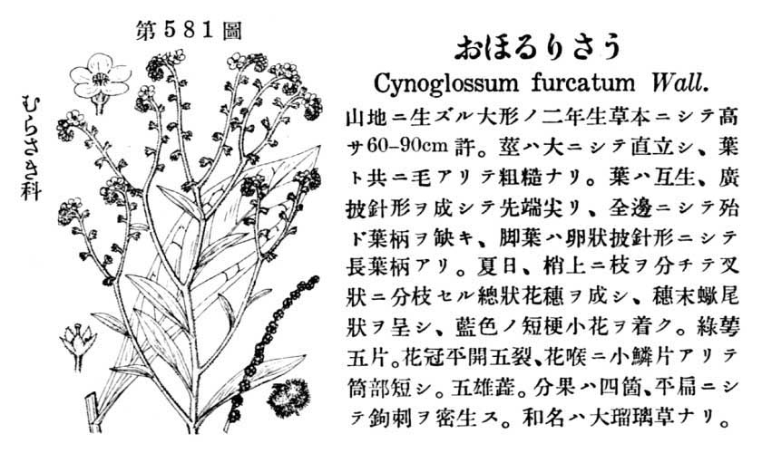植物図鑑
