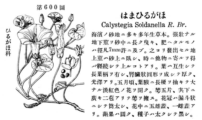 植物図鑑