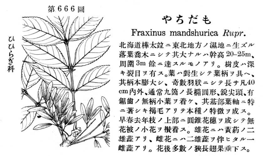 植物図鑑