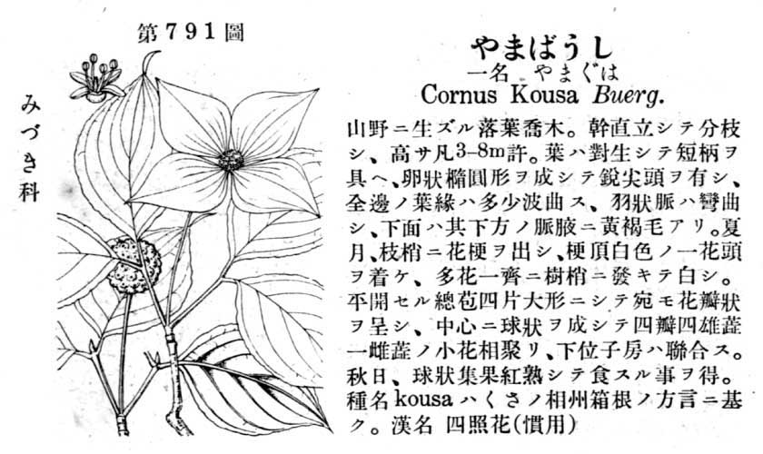 植物図鑑