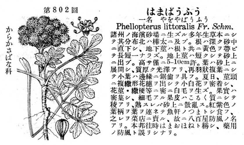 植物図鑑