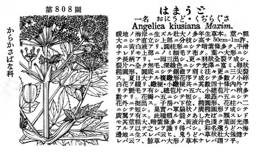 植物図鑑