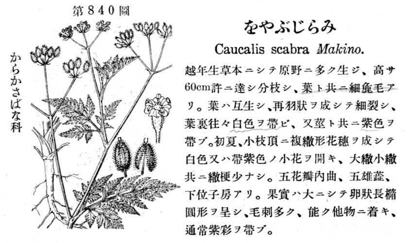 植物図鑑