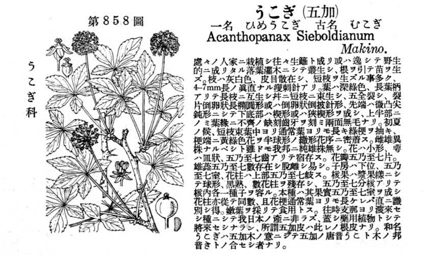 植物図鑑