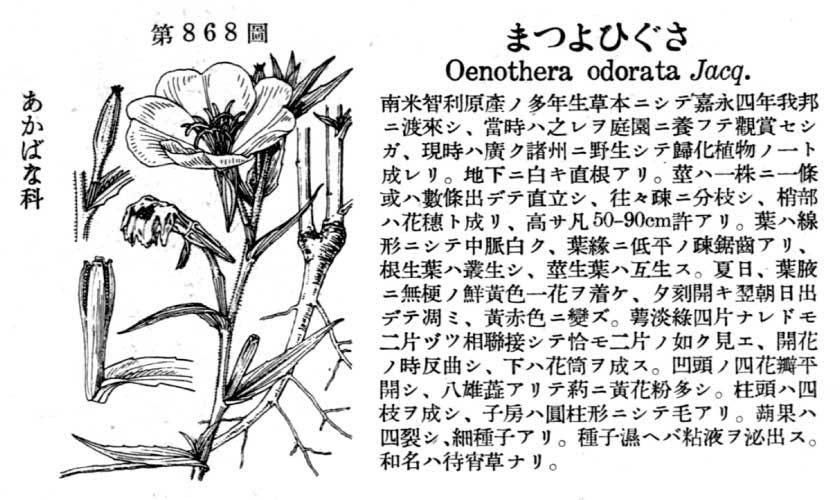 植物図鑑