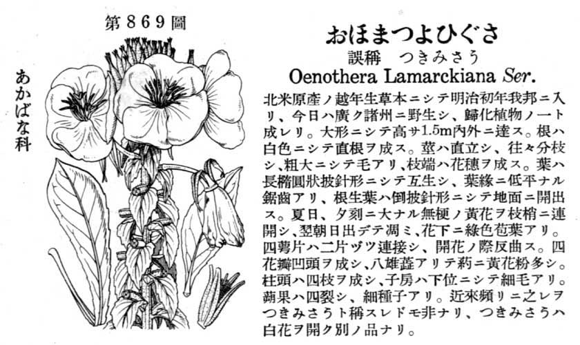 植物図鑑