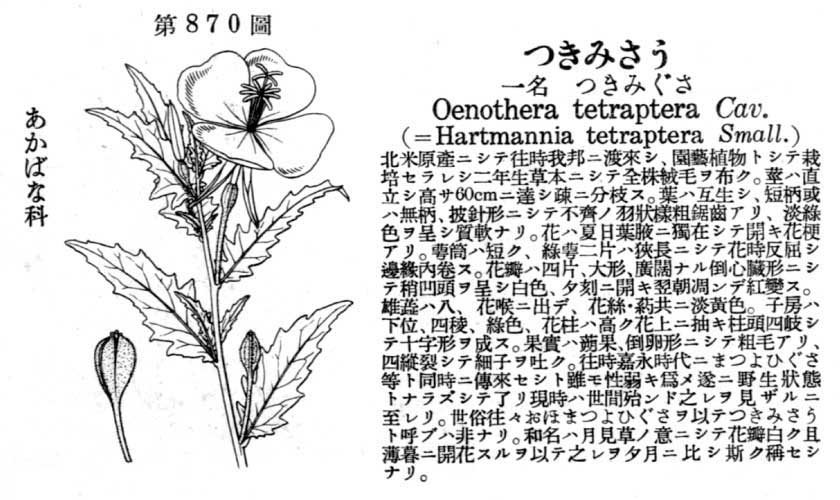 植物図鑑