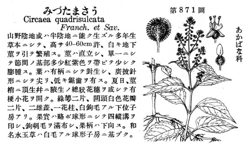 植物図鑑