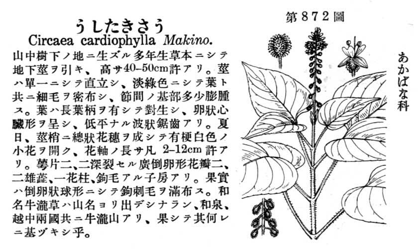 植物図鑑