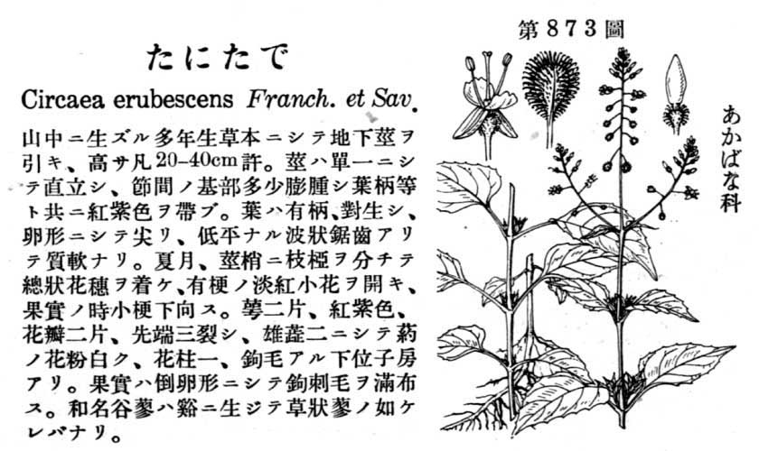 植物図鑑