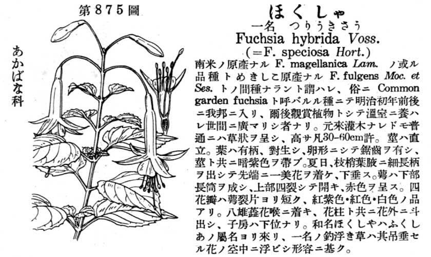 植物図鑑