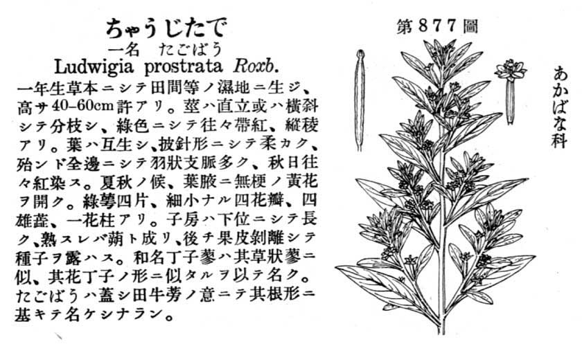 植物図鑑
