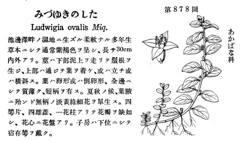 植物図鑑